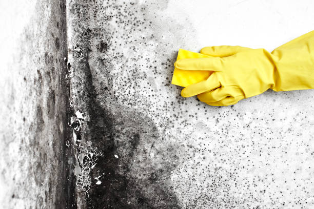Best Attic Mold Remediation in Louisiana, MO