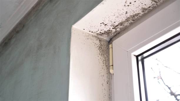 Best White Mold Remediation in Louisiana, MO
