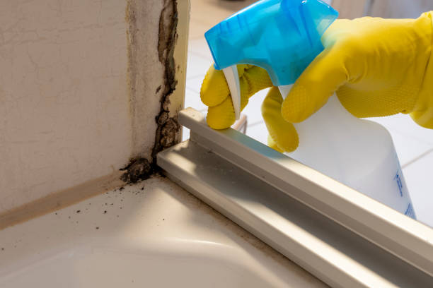 Best DIY Mold Remediation Support Services in Louisiana, MO