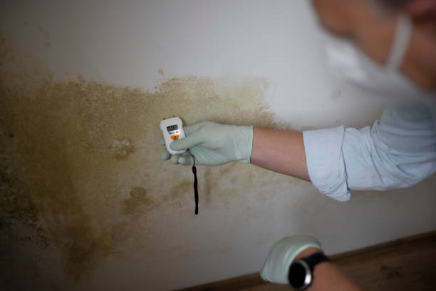  Louisiana, MO Mold Removal Pros