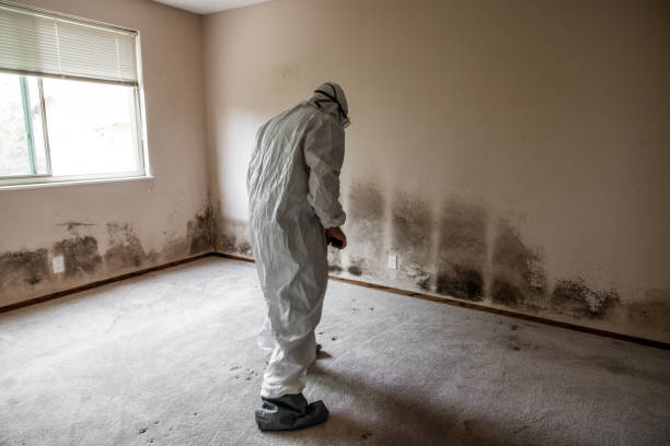 Reliable Louisiana, MO Mold Remediation Solutions