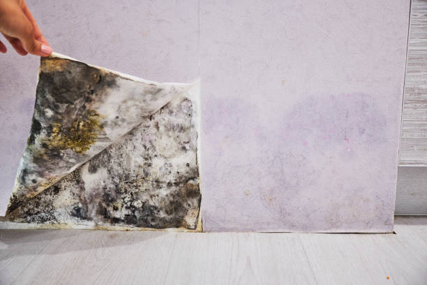 Best Emergency Mold Remediation in Louisiana, MO